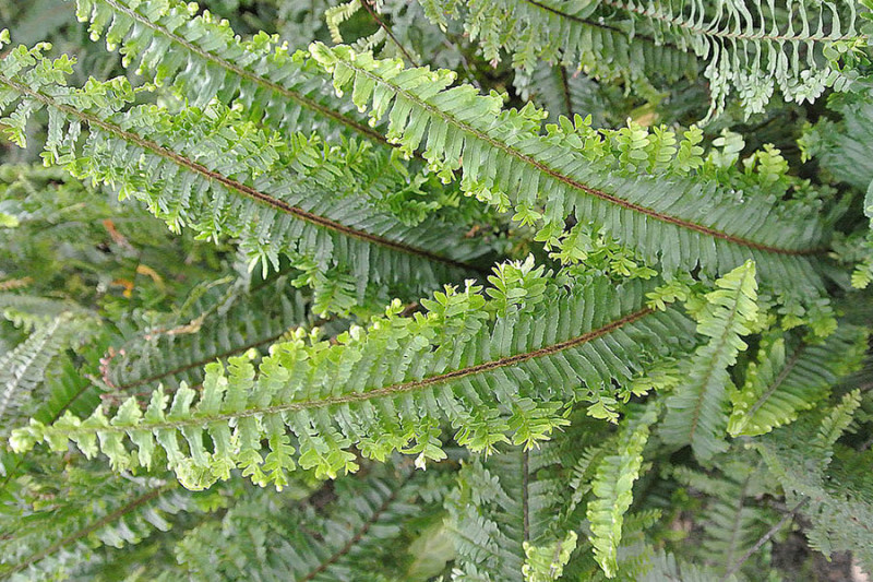 Are Ferns Safe For Cats Are Boston Ferns Poisonous To Cats Pets Byte