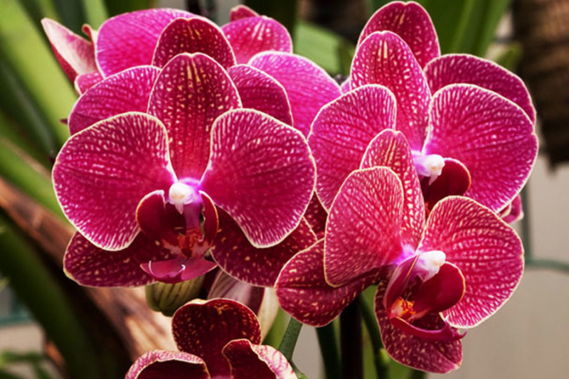 Phalaenopsis Orchid by Thor Thorsson via Flickr