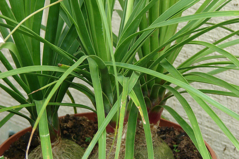 7 Indoor Plants Safe For Dog and Cat Households Dog Tails