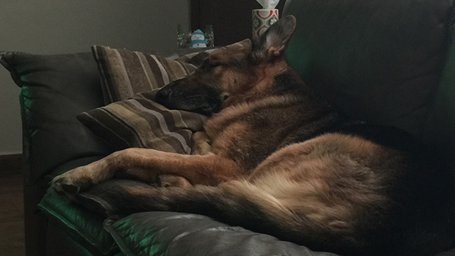 Bear the German Shepherd sleeping on the couch
