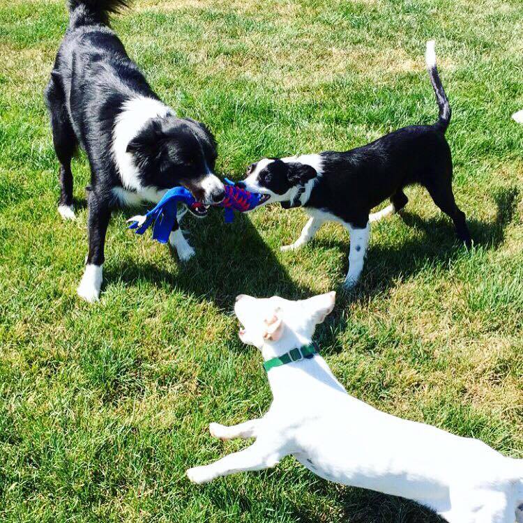 Kip, Velvet and Murphy playing in their yard