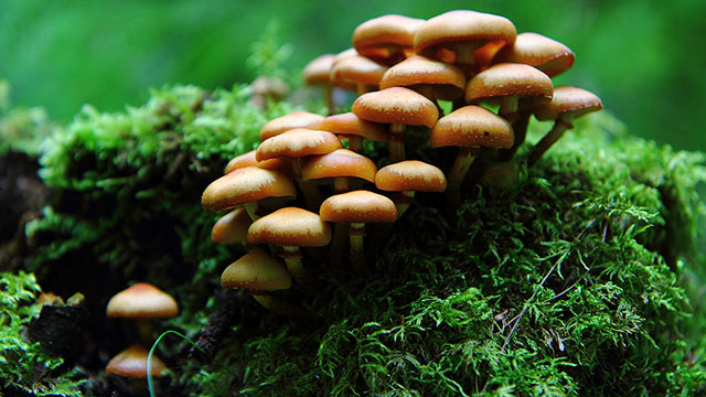"Mushrooms" by Kalle Gustafsson