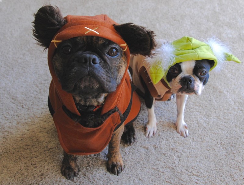Dogs in Ewok and Yoda costumes