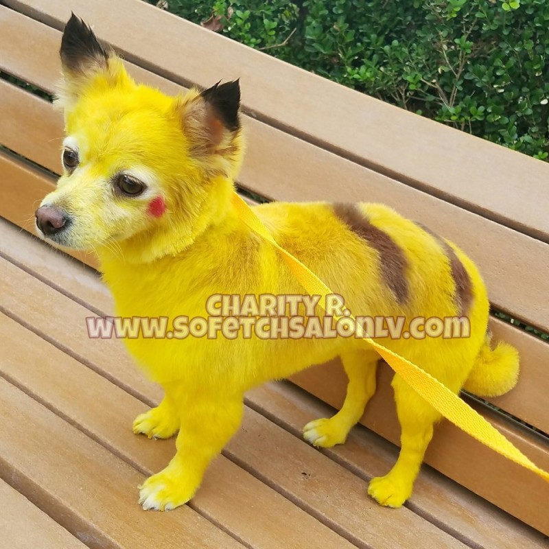Pikachu Dog Costume Shop - benim.k12.tr 1691797205