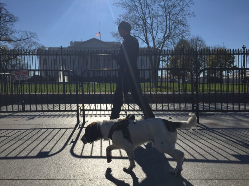 Floppy-Eared Dogs like Dyson the Springer Spaniel sniff for explosives on people outside the White House fence (Photo courtesy of Maria Goodavage)