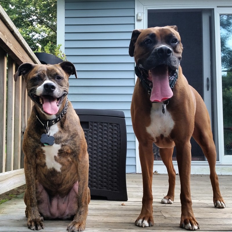 Sprocket and Ratchet, out of costume