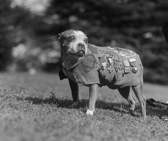 Sergeant Stubby Wearing Military Medals