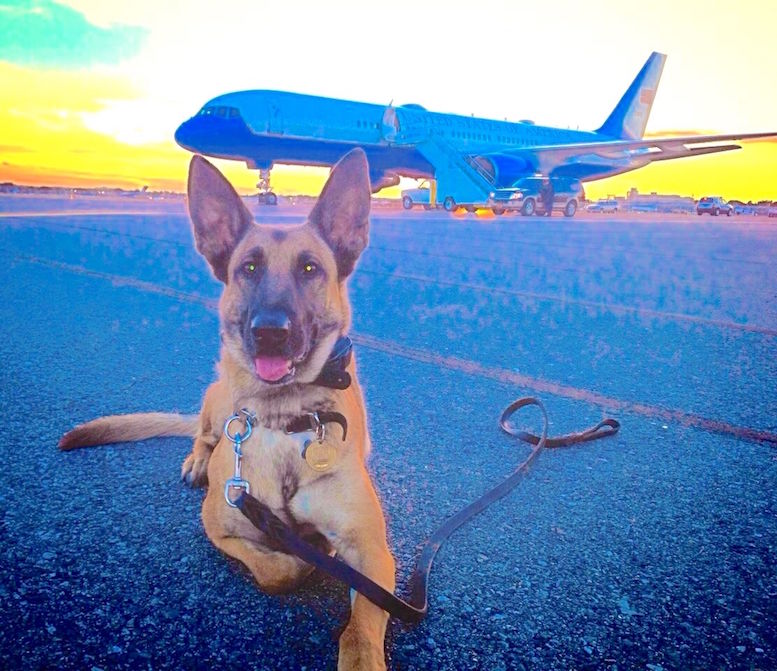 US Secret Service dogs are the frequent fliers of the canine world (photo of Astra courtesy of Kim K.)