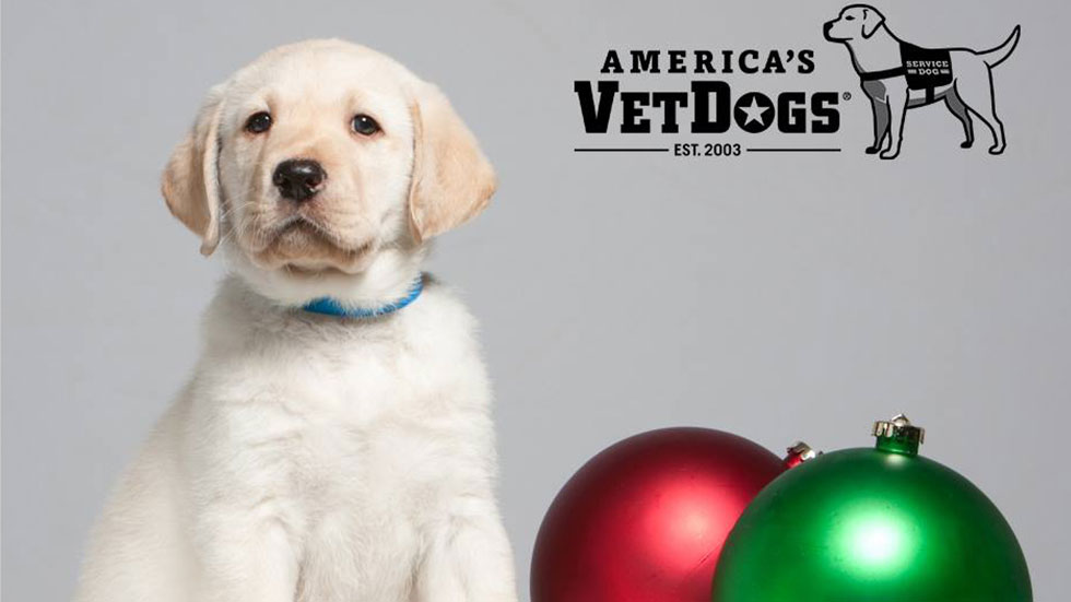 A yellow Labrador sitting next to a two ornaments, one red, one green. (Photo credit: America's VetDogs via Facebook)