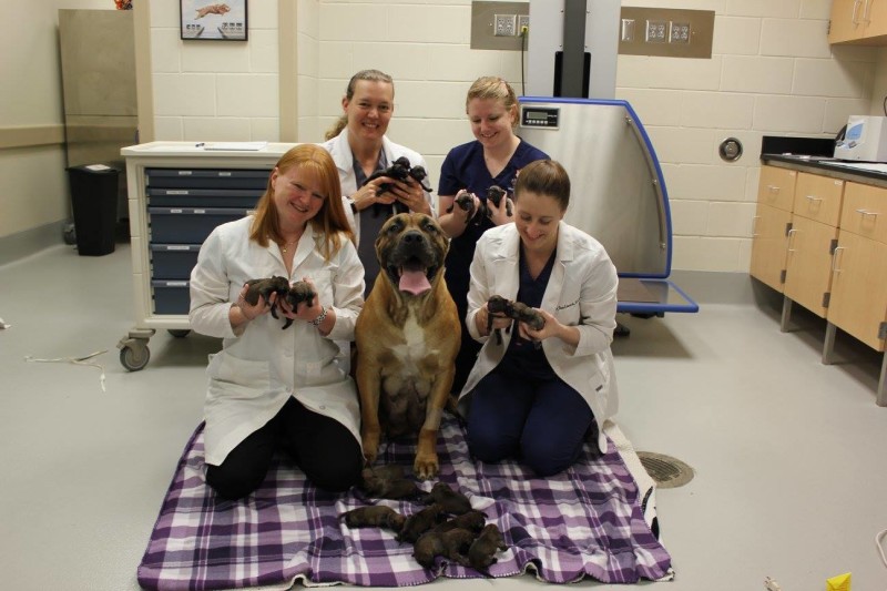 Bailey and her puppies with the Theriogenology Service team, from left, Dr. Carla Barstow, AKC/Theriogenology Foundation resident; Dr. Aime Johnson, associate professor; Maureen Henderson, veterinary technician; and Dr. Dana Connell, resident.