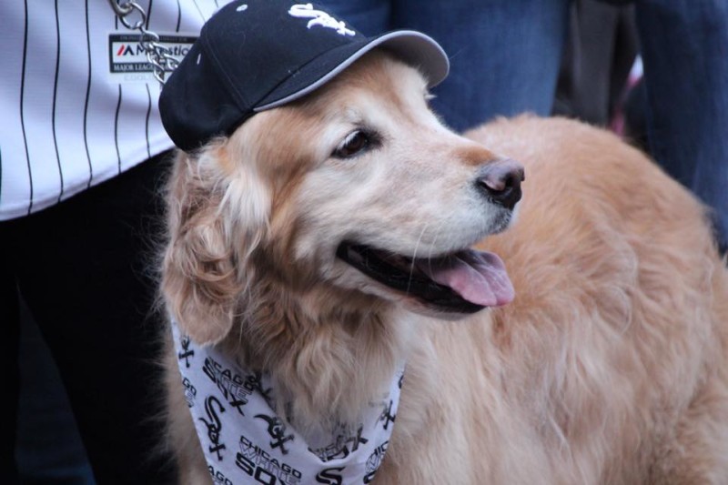 Golden Retriever in a Chicago White Sox cap attends the "Bark in the Park" event at U.S. Cellular Field on September 13, 2016