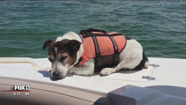 Jagermeister, rescued after 3 hours in the Gulf of Mexico. Photo via Fox 13 News, Tampa, FL.