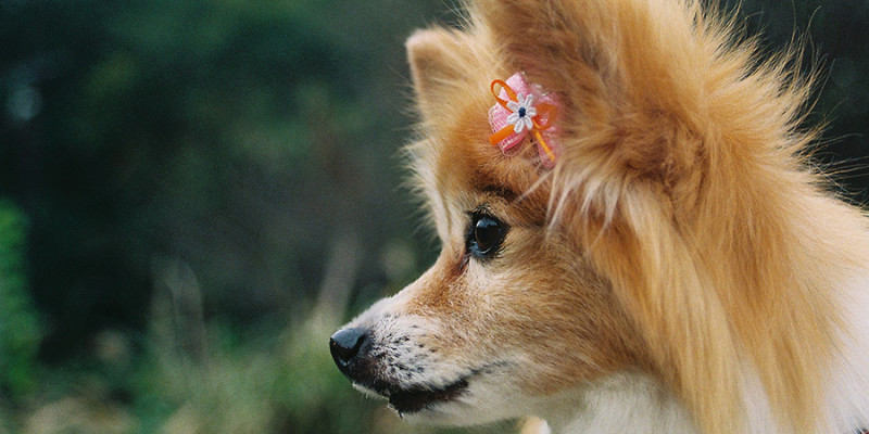 Photo of papillon with bow in her fur 