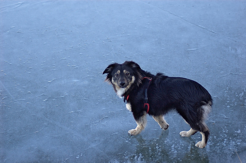 small dog walking on ice