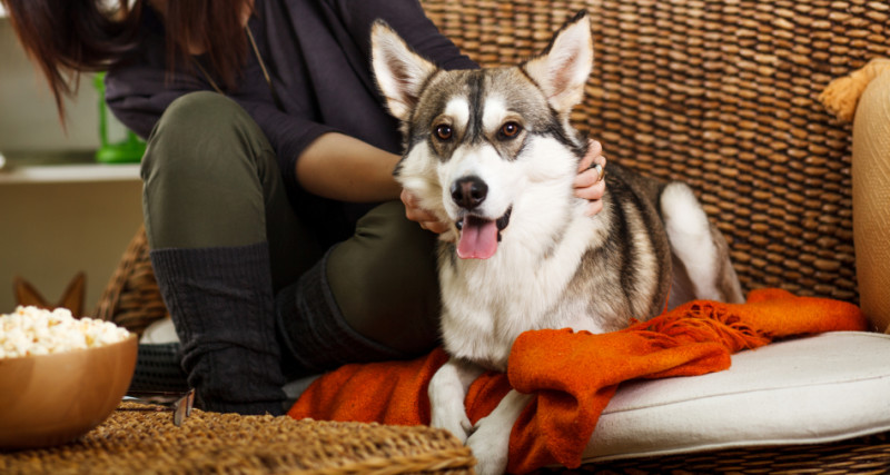 Husky dog on couch with woman