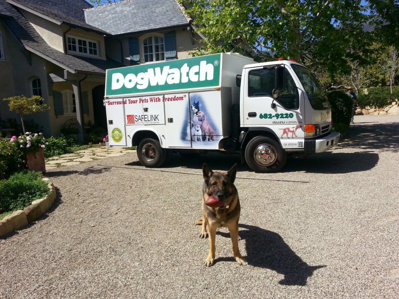 Coors the German Shepherd plays with a football in front of a DogWatch truck