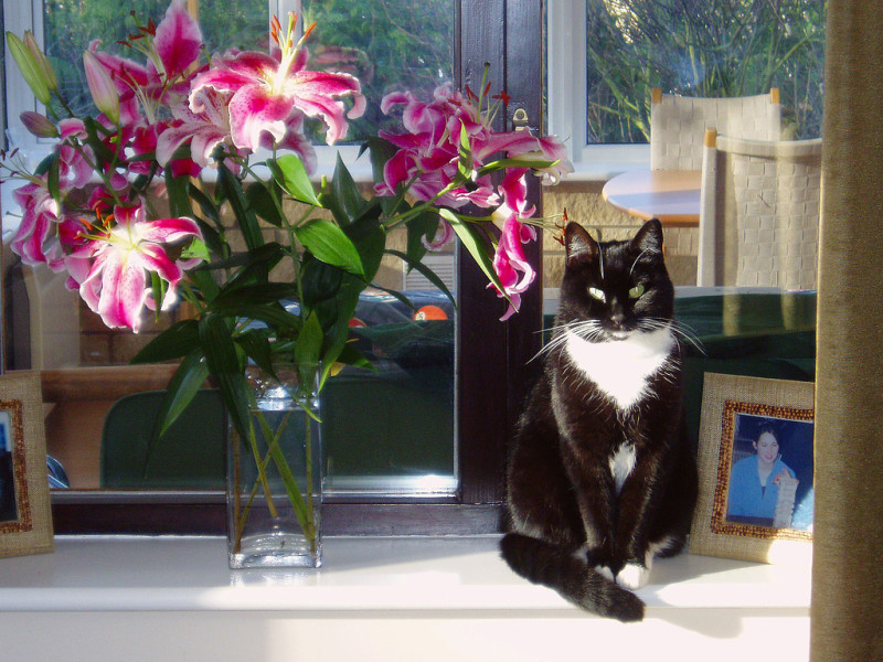 black and white cat sitting on windowsill next to vase of stargazer lilies