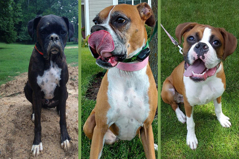 Boxers Milo from Kernersville, NC, Katie from Omaha, NE and Jack from Hamburg, MI.
