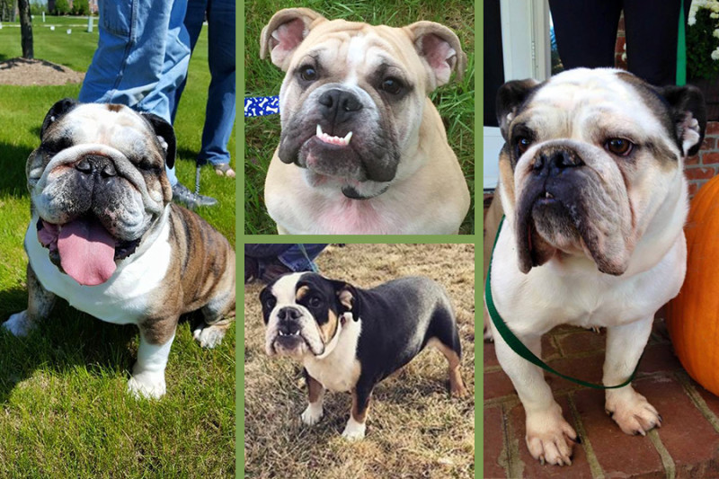 English Bulldogs, clockwise from left: Bentley from DogWatch by Laughing Labrador, Smalls from DogWatch of Southeast Indiana, Lollie from Triad DogWatch and Remi from DogWatch of Colorado