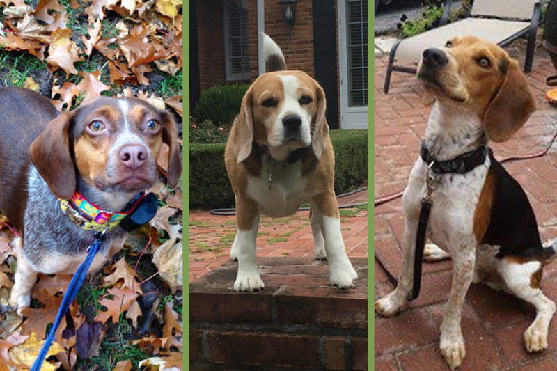 Beagles Sammi from DogWatch by K9 Keeper, Winnie of DogWatch of St. Louis and Turk from DogWatch of Southeastern Ontario