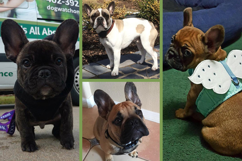 French Bulldogs (or "Frenchies"), clockwise from left: Rocko from DogWatch of Omaha, Bob from Stateline DogWatch, Frenchie puppy from DogWatch of Upstate NY and Bunker from Jax DogWatch