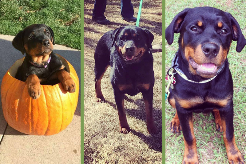 Rottweilers Phoenix, Abby from DogWatch of Colorado and Frankie from Atlanta/Athens DogWatch