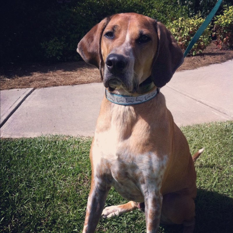 DogWatch dog Rufus the Coonhound mix from Atlanta, GA.