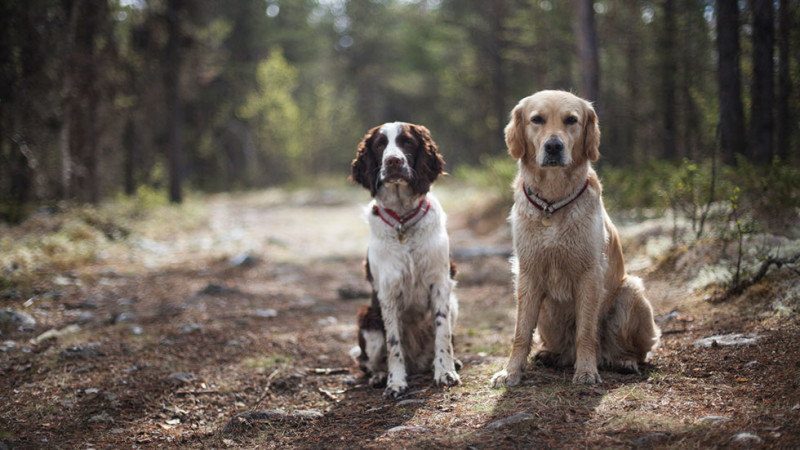 photo of english springer spaniel and golden retriever in the woods, photo by Ida Myrvold via Flickr