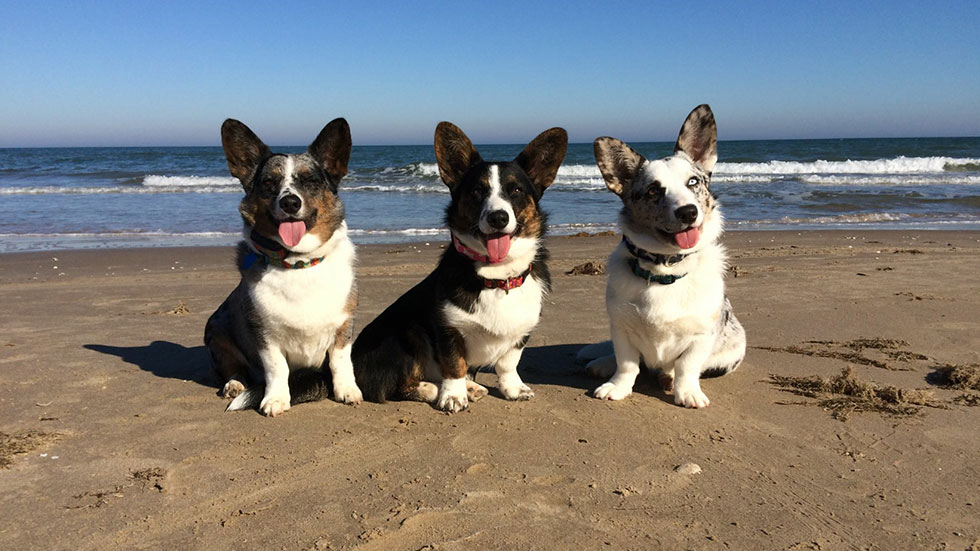 DogWatch dogs Chloe, Turbo and Clover the Corgis enjoy a day at the beach
