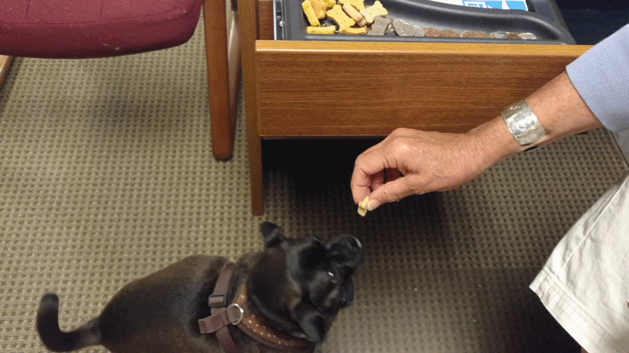 Animated GIF of Lucy 2 getting treat