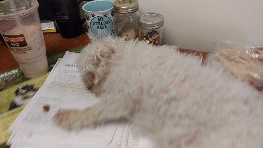 Animated GIF of Lucy 1 sleeping on desk
