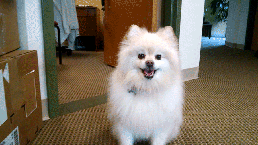 animated GIF of Toby the Pomeranian smiling