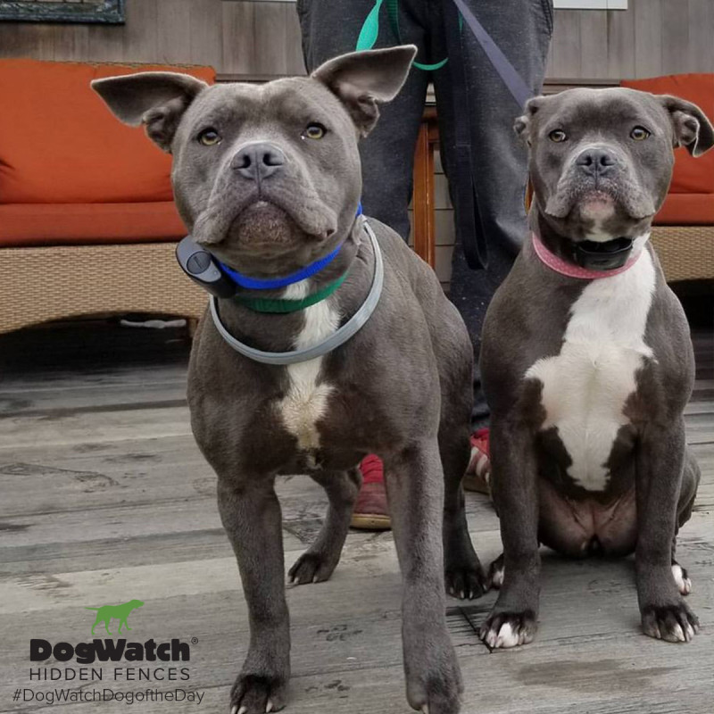 Olah and China the Frenchie/Pit Bull mixes