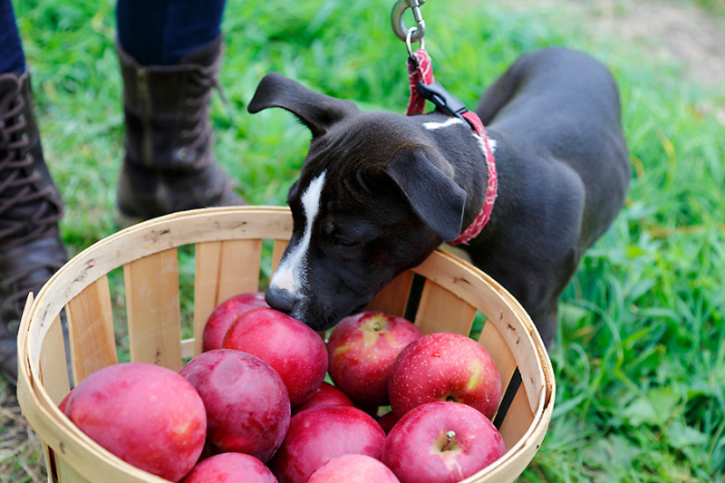 dog sniffing apples