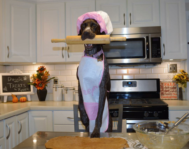 Chef Ryder the German Shorthaired Pointer