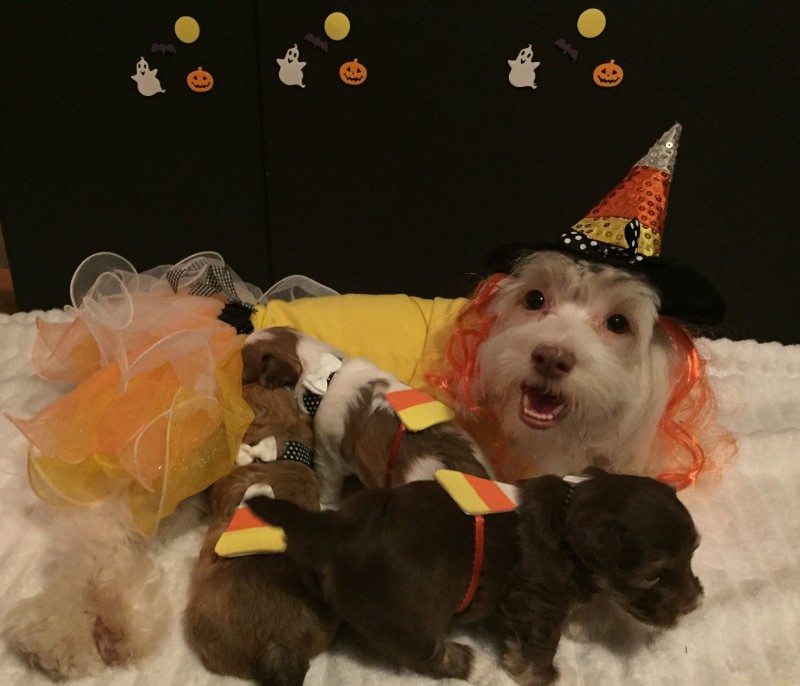 Isabel the Havanese with her puppies by Vicki Capps Moon