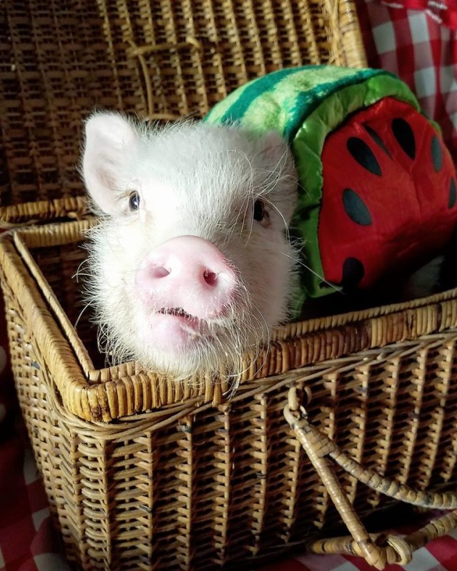 Luna the mini pig as a Watermelon by Chelsey Hauston