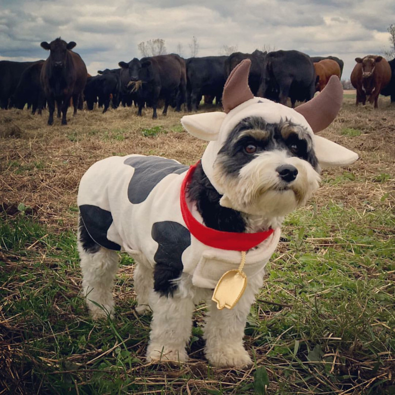 Samantha the Biewer Terrier as a cow dog bunzabsk via Instagram