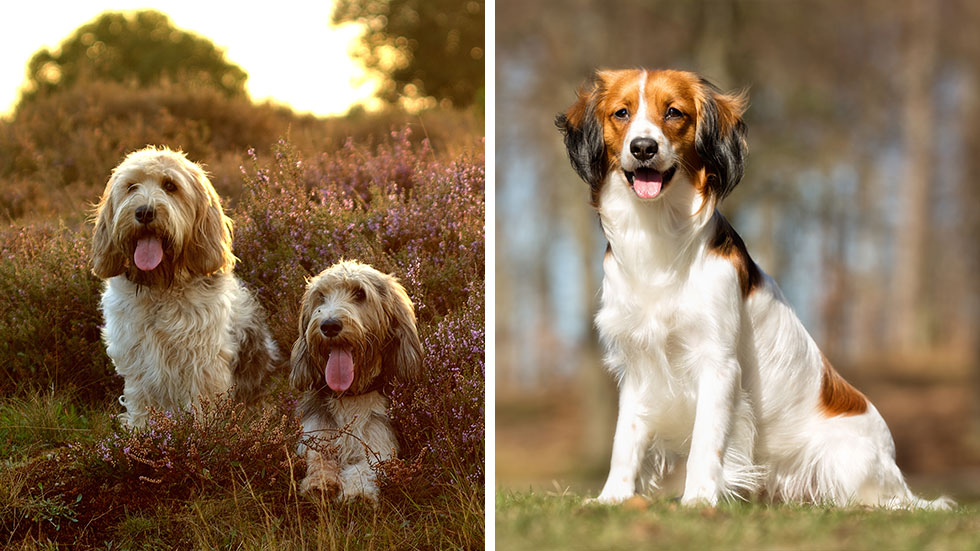 westminster dog show 2018 new breeds