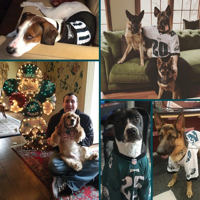 Eagles dogs from DogWatch of the Delaware Valley