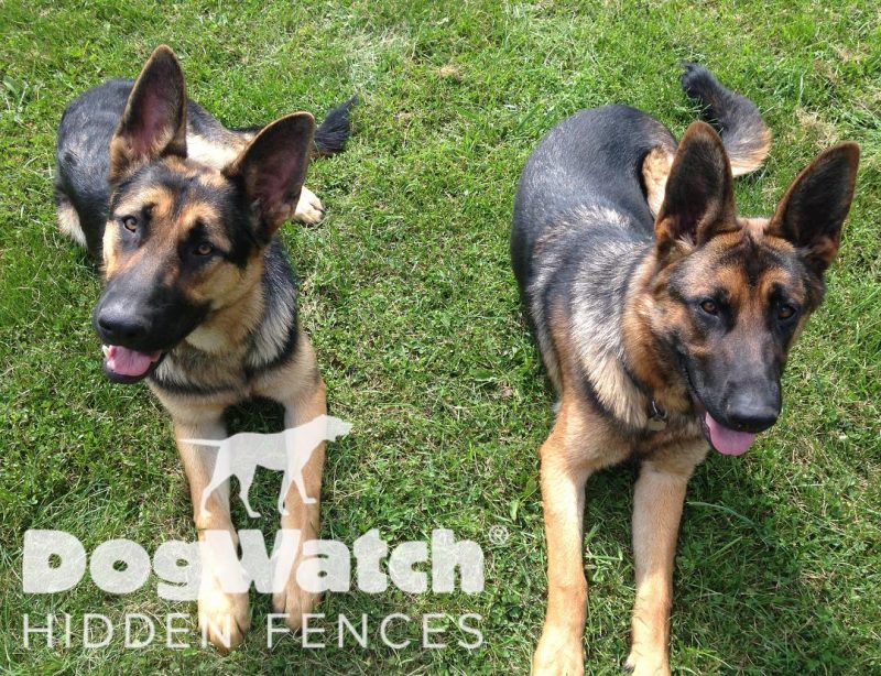 Caesar and Brutus, German Shepherds, DogWatch by Great Lakes Pet Fencing