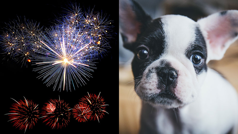 Fireworks and French Bulldog puppy