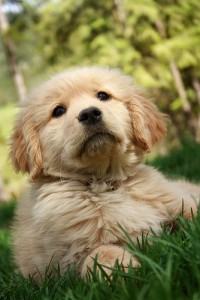 Golden pup