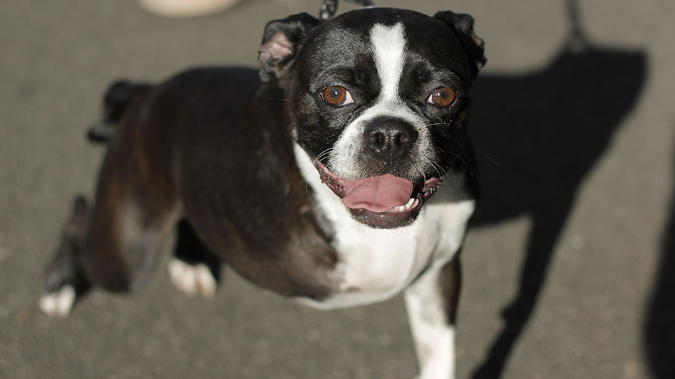 Boston Terrier with three legs Jumping three-legged dog at The Great GoogaMooga Festival