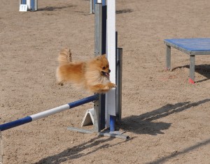 Pomeranian taking agility jump