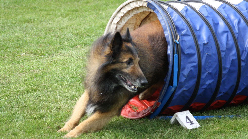 Shepherd in agility tunnel obstacle