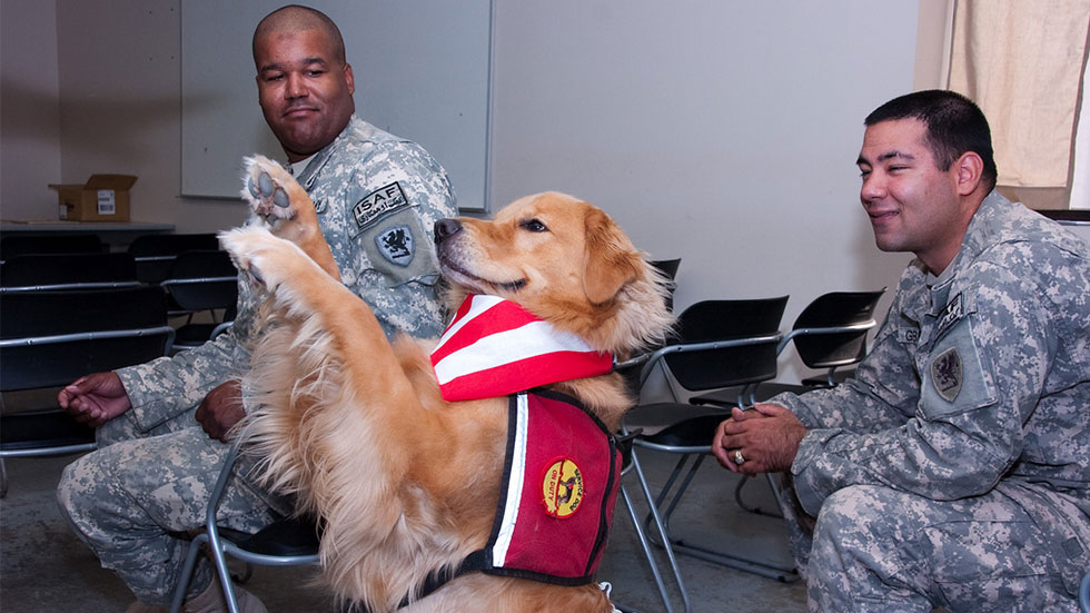 therapydog Staff Sgt. Anthony Houston, of Detroit, and Staff Sgt. Travis Gilbert, of Rockford, Mich., both from the Michigan Army National Guard’s 1225th Corps Support Battalion, which recently returned from Kandahar, Afghanistan, watch 3-year-old therapy dog, Lugnut, do a trick Aug. 4. Welcome Home Dogs, a volunteer organization of handlers and dogs, recently started visiting Camp Atterbury soldiers as they work through the mobilization and demobilization process. Photo by Jill Swank