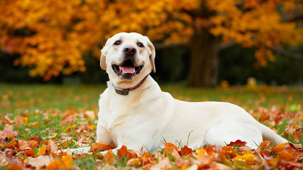 Yellow Lab with DogWatch collar, sitting in leaves