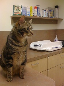 Ozu the cat at his first vet appointment. Photo by Greg Dunlap via Flickr.