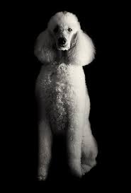 Max, a rescue poodle, shows the breed's inherent dignity. Photo by Brandon Burns via Flickr.